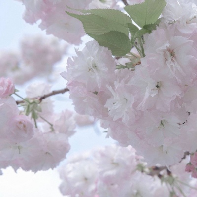 红山FurryQQ群介绍